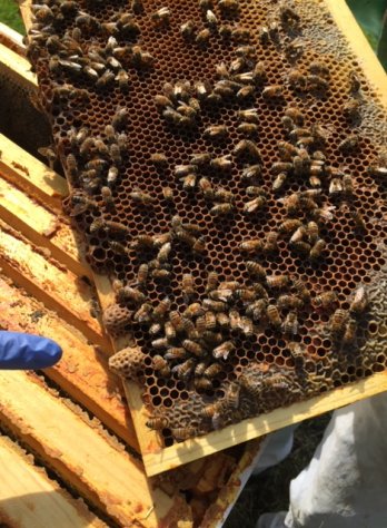 Bee Hive Close Up at SEM Haven