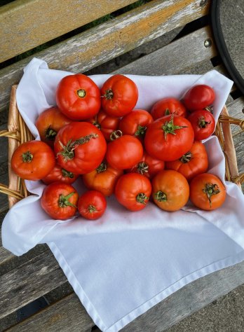 tomato bounty